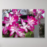 Christmas Cactus posters