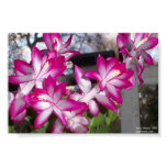 christmas, cactus, plant, flower, flowers, floral,