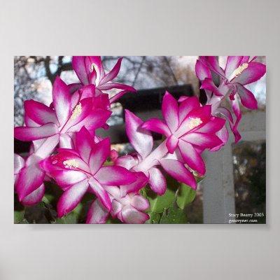 Christmas Cactus posters