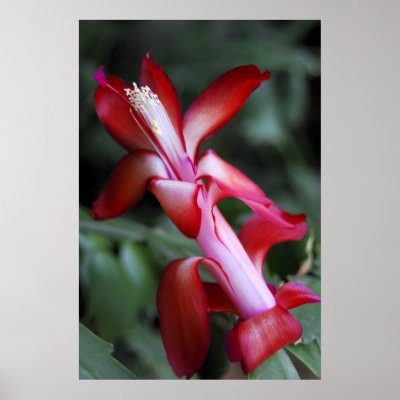 christmas cactus posters