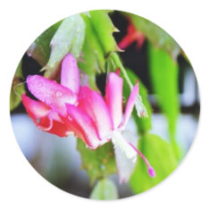 Christmas Cactus sticker
