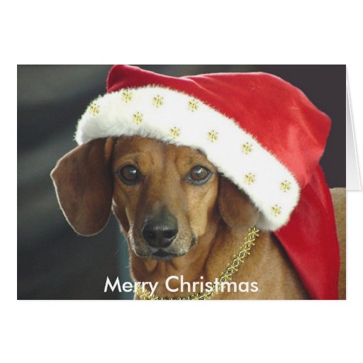 santa dachshund christmas card