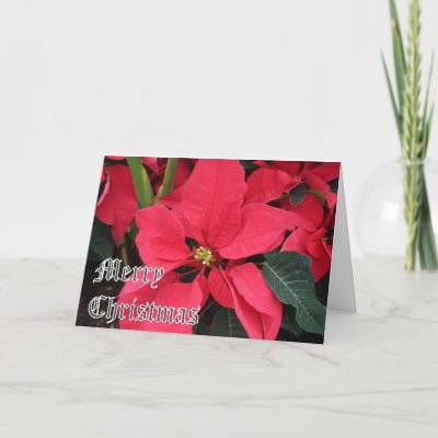 Christmas Card with Poinsettias and Merry Christma