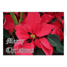Christmas Card with Poinsettias and Merry Christma