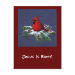 CHRISTMAS CARDINAL: BIRD: ART: SNOW POSTCARDS