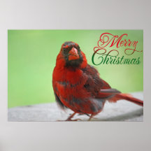 Christmas Cardinal Bird Picture Print