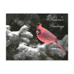 Christmas cardinal postcard