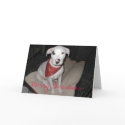 Christmas Cards