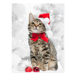 Christmas Cat At Red Santa's Hat Near Christmas Postcard
