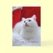 Christmas Cat cards