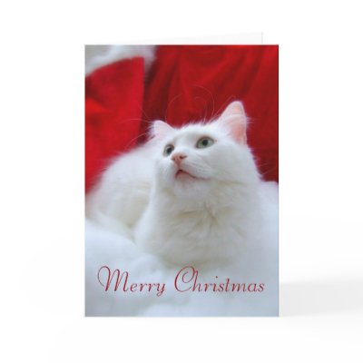Christmas Cat Greeting Card by JCatGarden