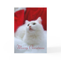 Christmas Cat cards