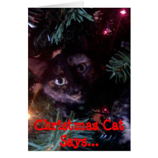 Christmas Cat card