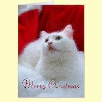 Christmas Cat cards