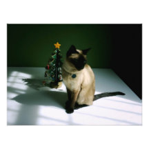 Christmas Cat Photo Art