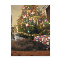 Christmas Cat postcards