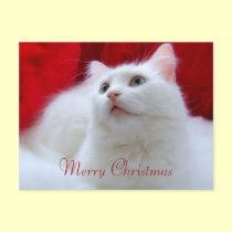 Christmas Cat postcards