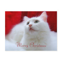 Christmas Cat postcards