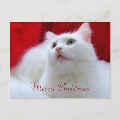 Christmas Cat postcards