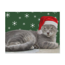Christmas Cat Postcard postcards