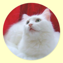 Christmas Cat stickers