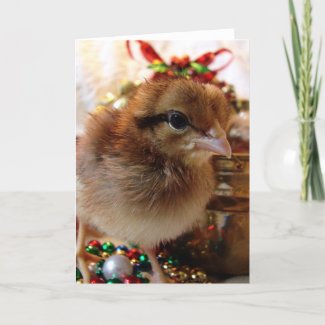 Christmas Chick 3 card