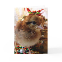 Christmas Chick 3 Cards