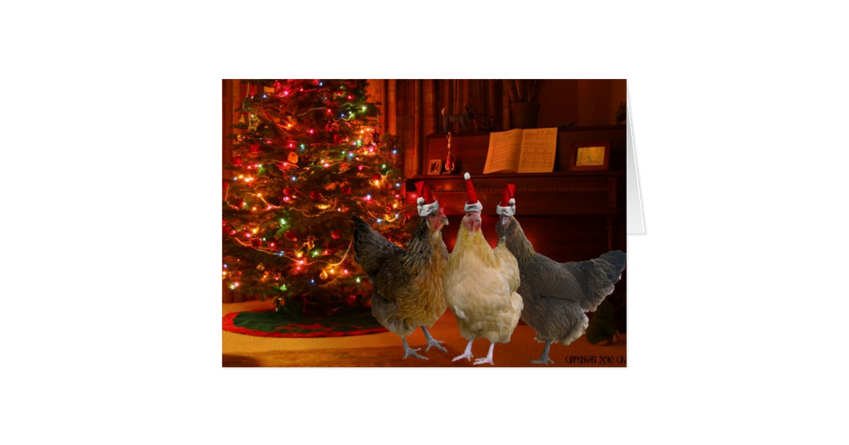 give chickens for christmas