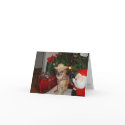 christmas chihuahua cards