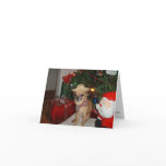 christmas chihuahua cards