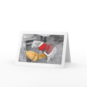 CHRISTMAS CHIHUAHUA CARD card