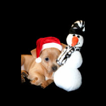 Christmas Chihuahua puppy poster posters