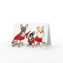 Christmas Chihuahuas Cards
