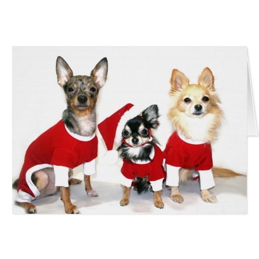 Christmas Chihuahuas Cards