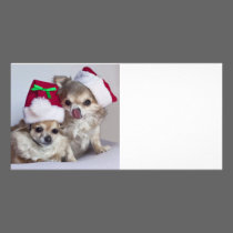 Christmas chihuahuas photo cards