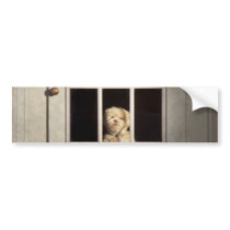 Christmas - Clinton, NJ - Christmas puppy Bumper Sticker