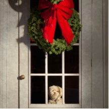 Christmas - Clinton, NJ - Christmas puppy Photo Cutout