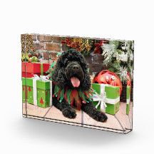 Christmas - Cockapoo - Sophie Awards