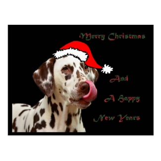 Christmas Dalmatian Postcard