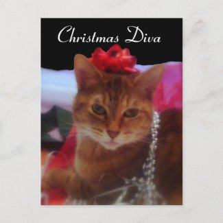 Christmas Diva Cat Photography postcard