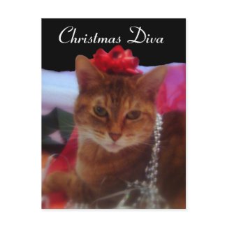 Christmas Diva Cat Photography postcard