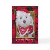 Christmas Dog cards