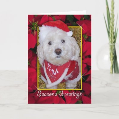 Christmas Dog cards