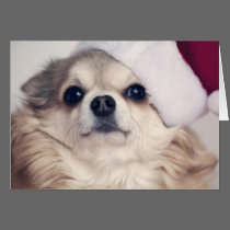 Christmas Doggy Cheer cards