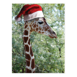 Christmas Giraffe Postcard