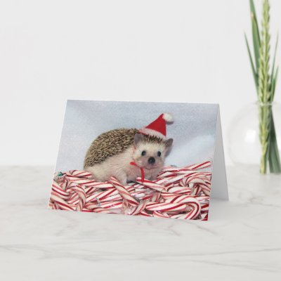 Christmas Hedgie Card