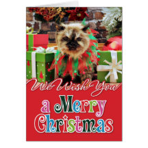 Christmas - Himalayan Cat - Pansy Card