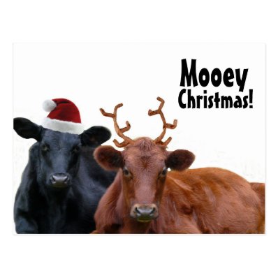 Christmas Holiday Cows in Santa Hat and Antlers Postcards