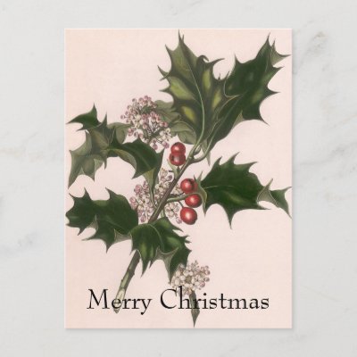 Christmas Holly postcards