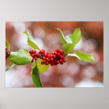 Christmas Holly Print
